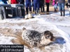 First twin seal pups